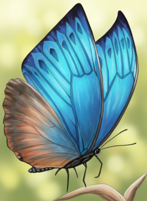 Mariposa azul