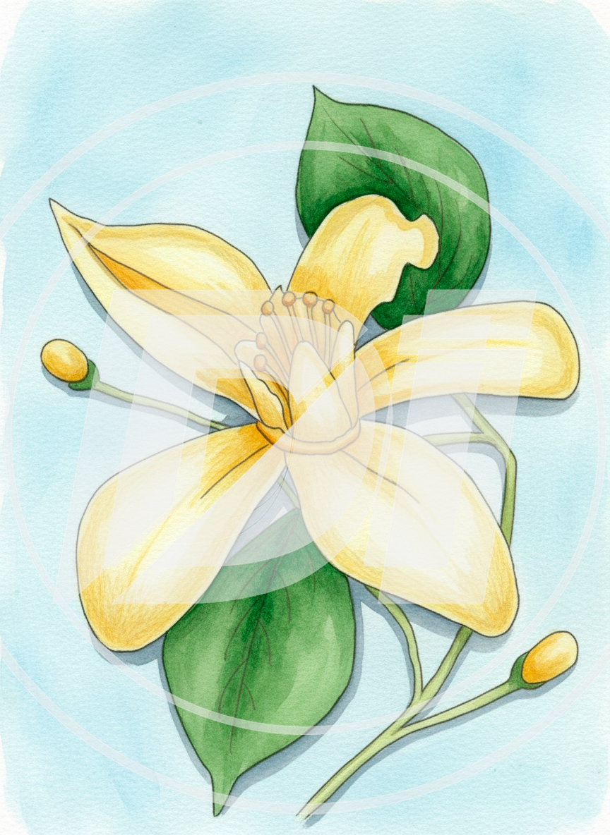 Flor amarilla di